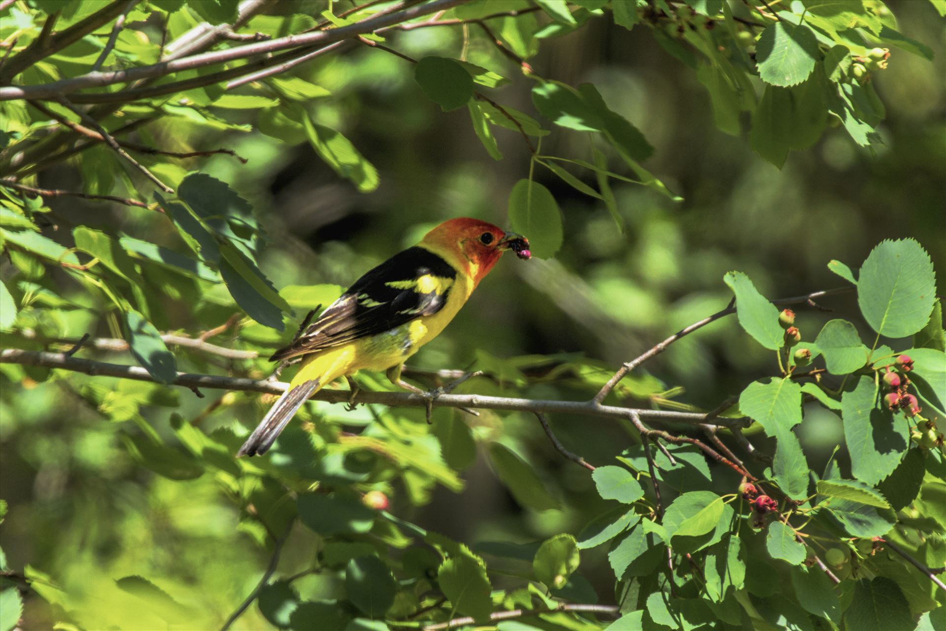 Western Tanager with Dinner - A Western Tanager with its beak full of berries. by Bear Conceptions Photography