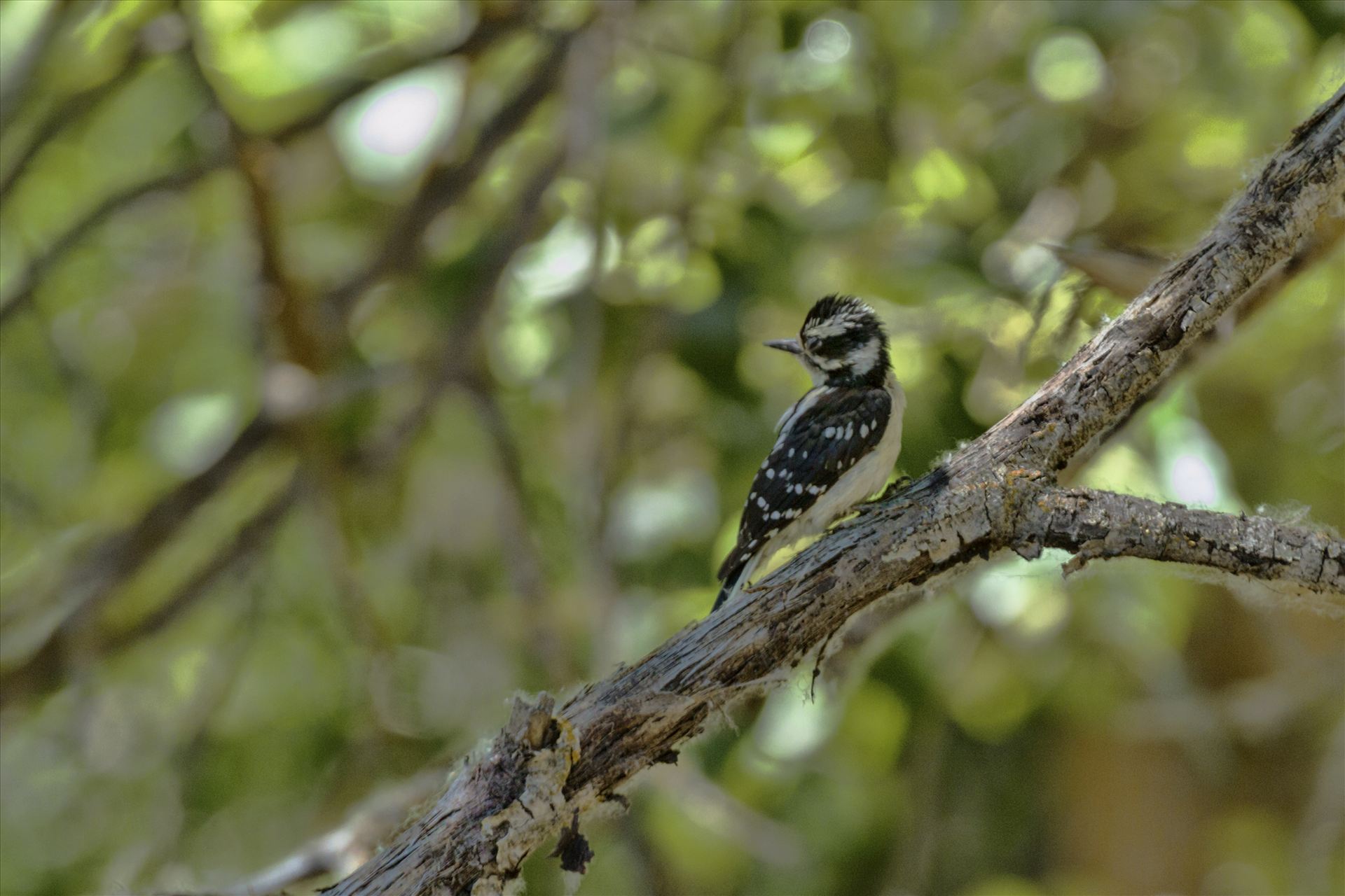 Baby Downey Woodpecker 073.jpg -  by Bear Conceptions Photography