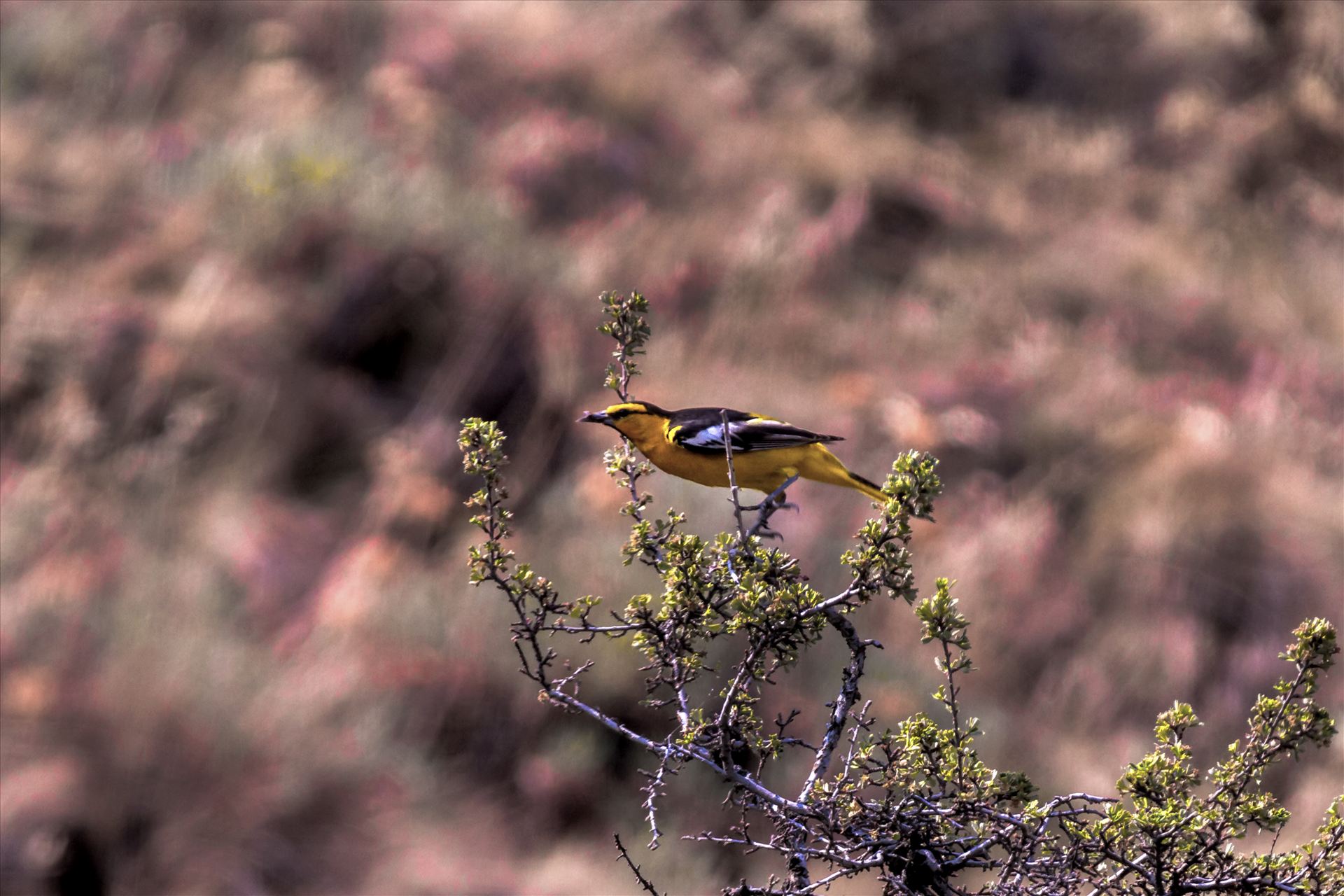 Bullocks Oriole in the Sage 002.jpg -  by Bear Conceptions Photography