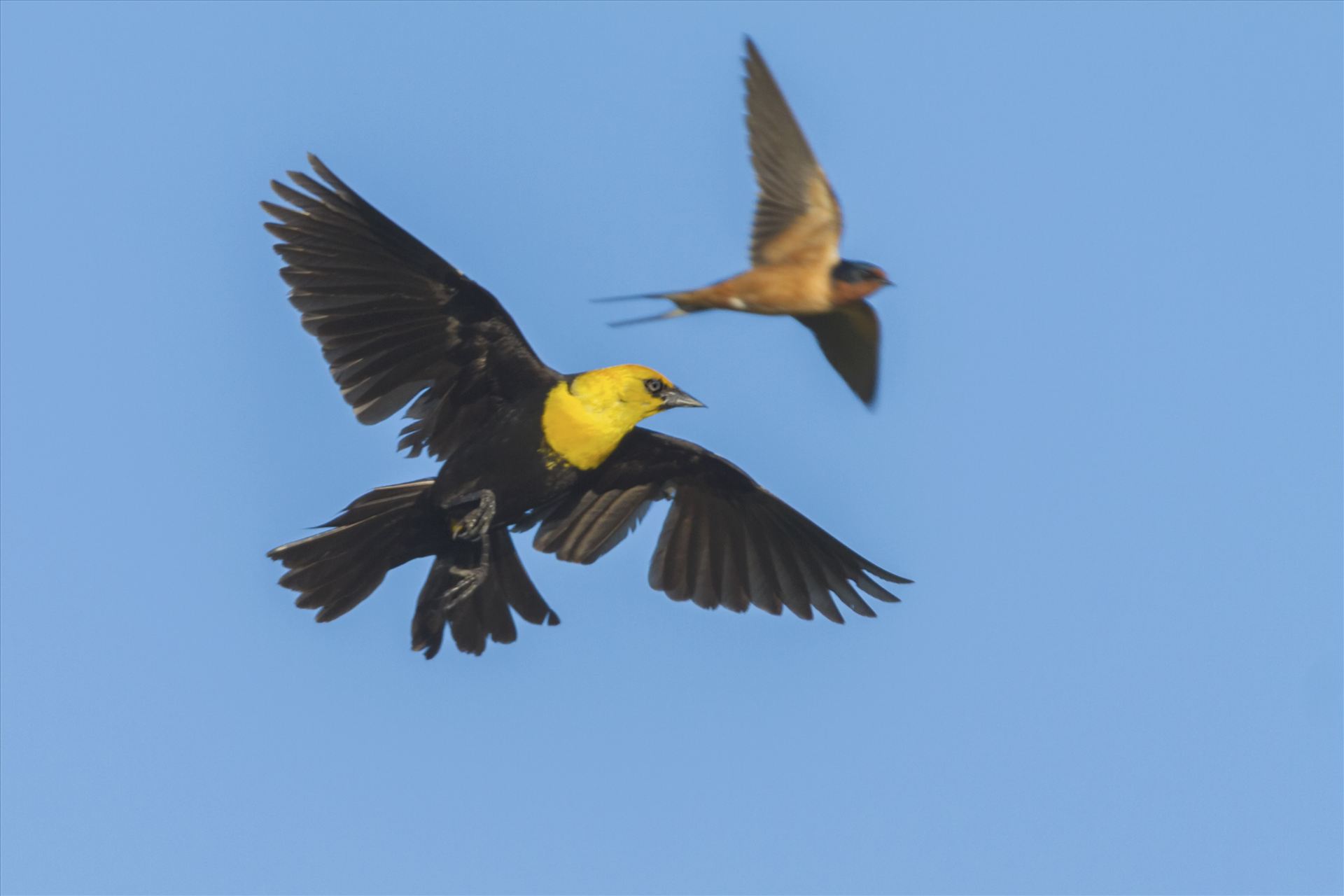 Yellow Headed Blackbird 111.jpg -  by Bear Conceptions Photography