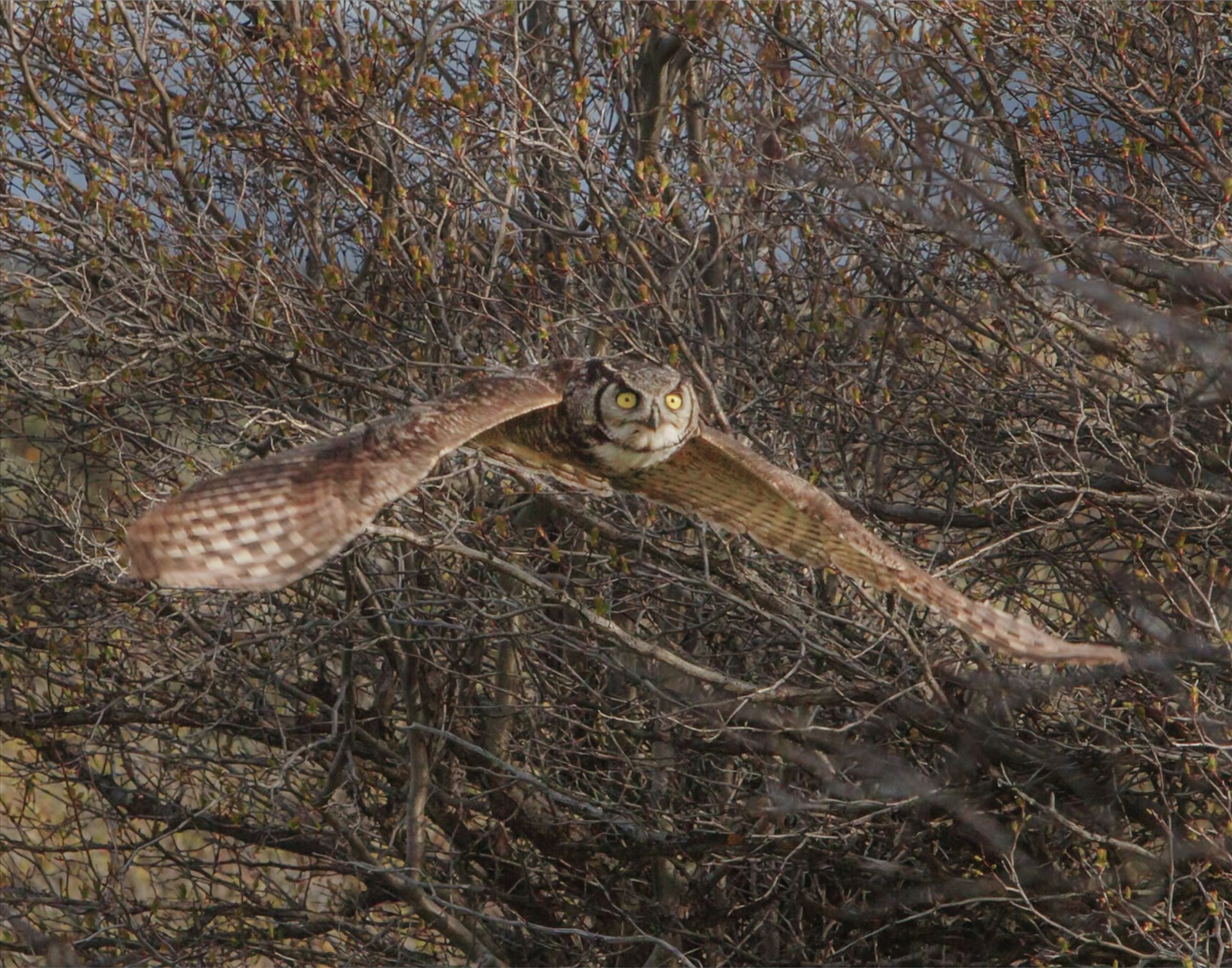 Incoming Flight - Female Great Horned Owl, flying almost directly at me through the brush. by Bear Conceptions Photography
