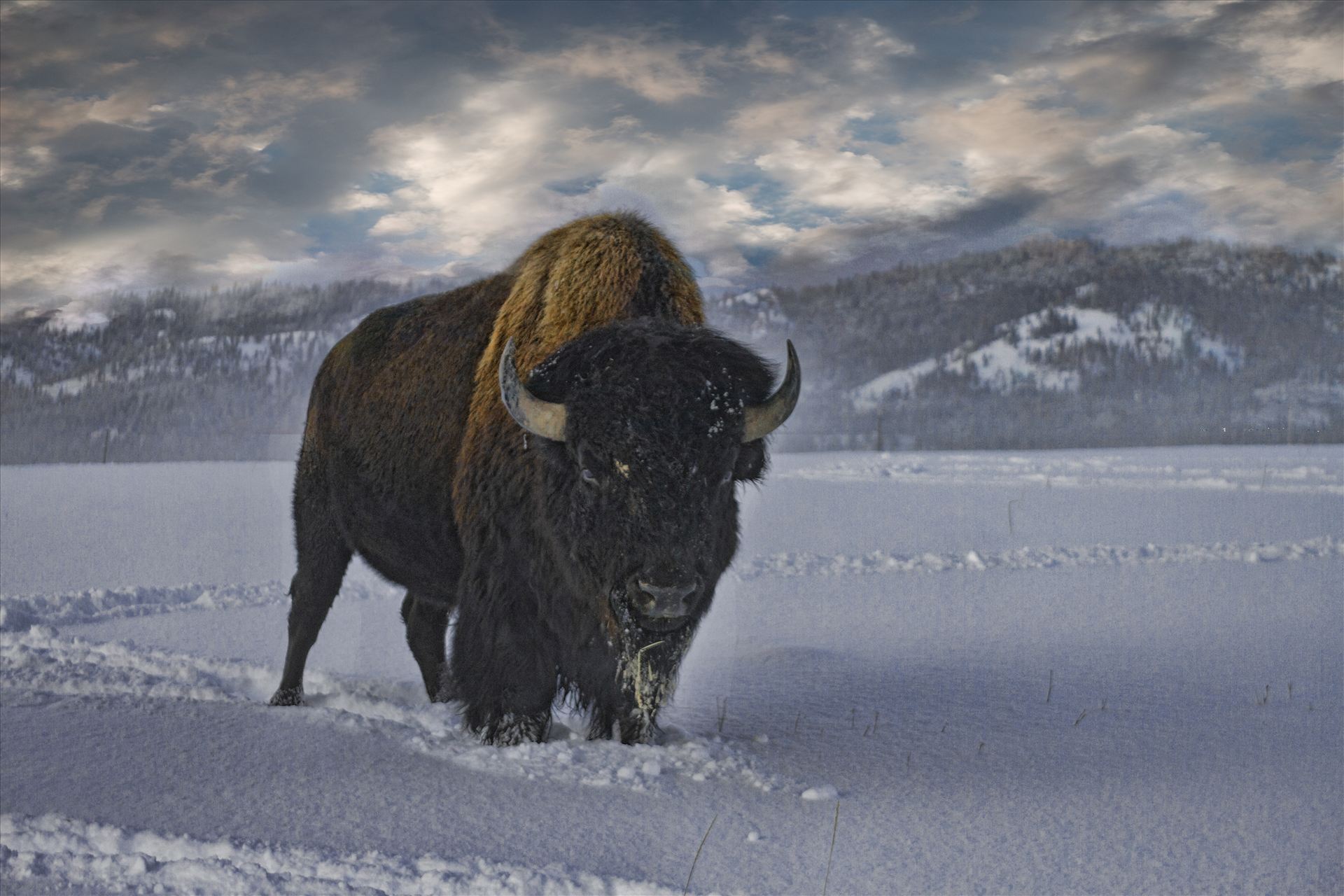 Bull Buffalo in Snow - What a rush this was, being 30 ft. from a 2500 lb. bull buffalo.  by Bear Conceptions Photography