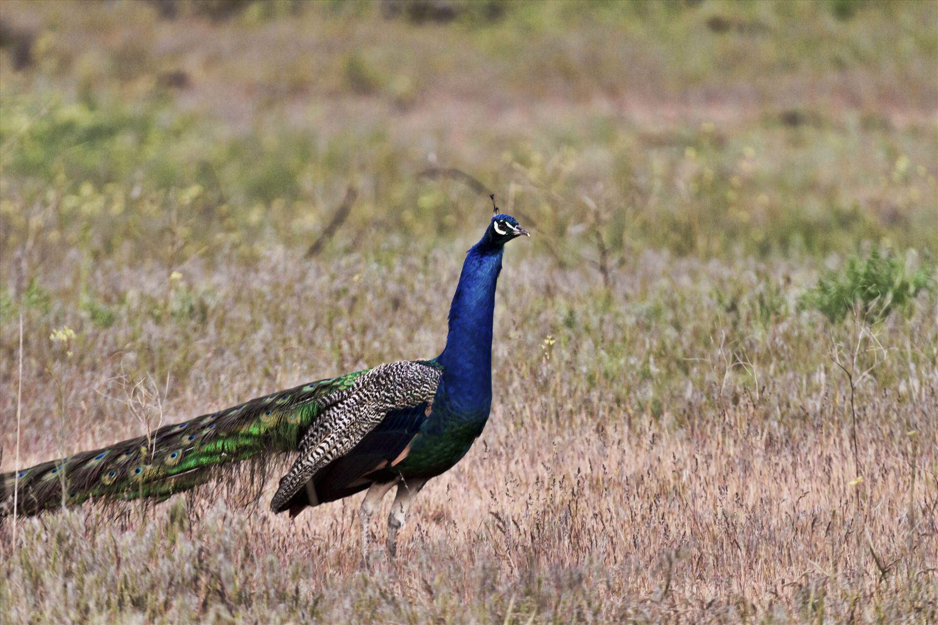 Peacock 064.jpg -  by Bear Conceptions Photography