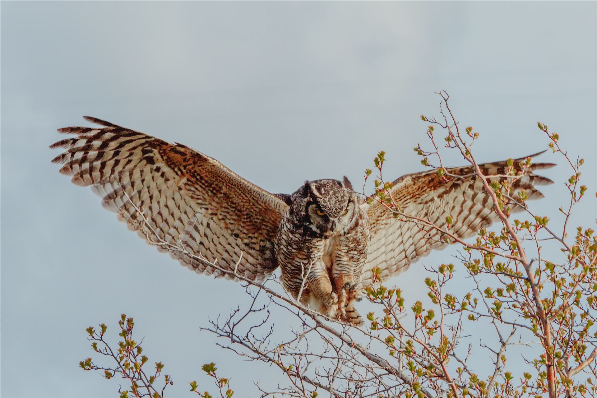 Landing Gear Down - Female Great Horned Owl, with claws outstretched as she is ready to land in the tree by Bear Conceptions Photography