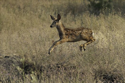 This fawn was showing off his aerial skills as he hurried back to his mommy.
