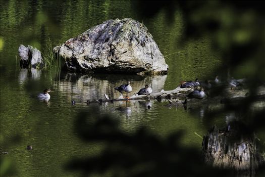 Merganser Ducks Relaxing in the Sun - 