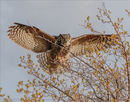 Female Great Horned Owl, coming in to land in a tree.