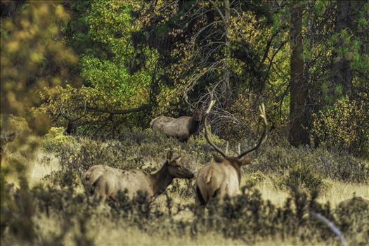 Watching bull elk in the rut can be intense at times.  This was one of those moments, as the challengers came out of the timber.  It felt like a heavyweight boxing match was about to break out.