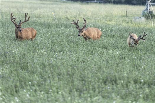 Every chance these bucks get, they are standing in the middle of some of the best alfalfa in the world, feeding and growing.
