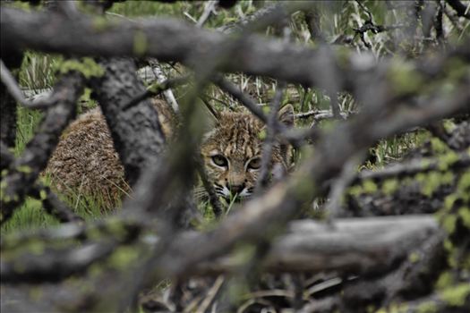 Found this bobcat while out hiking.  He thought he was hid behind this brush, between to old logs.  I was less than 15 ft. away at this point.