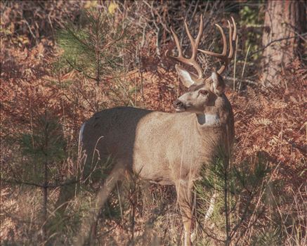 This big 4x4 buck has his attention elsewhere as I snuck up on him to get this shot.